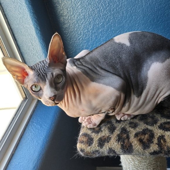 Meet your Posher, Elle - Picture 11 of 14